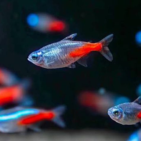 Tetra Fish - Neon Diamond Head Tetra
