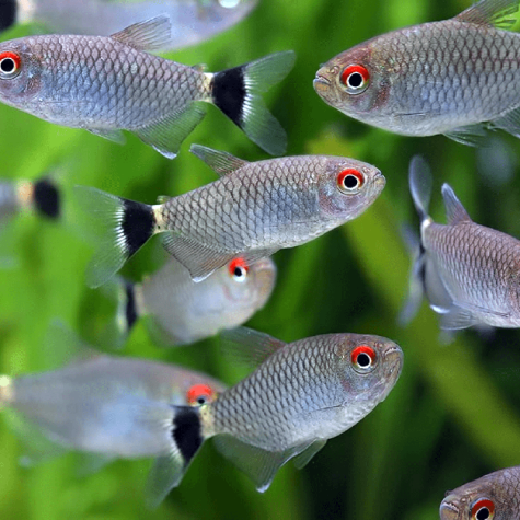 Tetra Fish - Red Eye Tetra