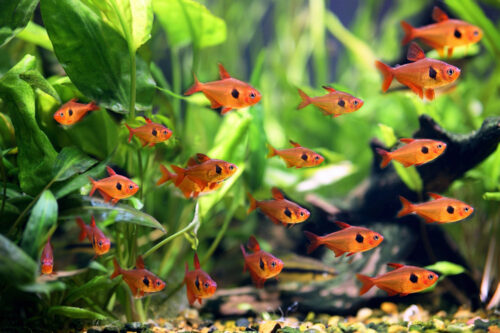 Tetra Fish - Red Phantom or Red Minor Tetra