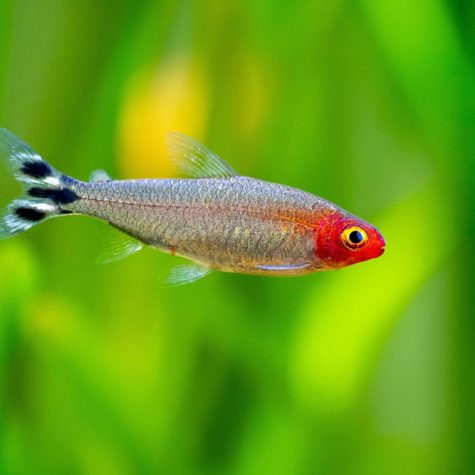 Tetra Fish - Rummynose Tropical Tetra