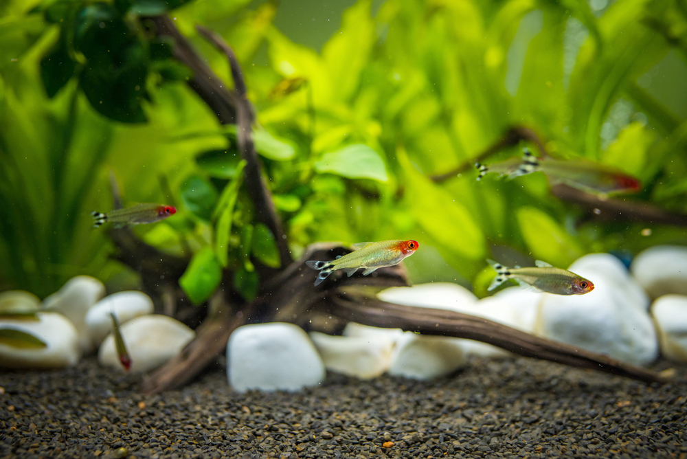 Tetra Fish - Rummynose Tropical Tetra - Image 5