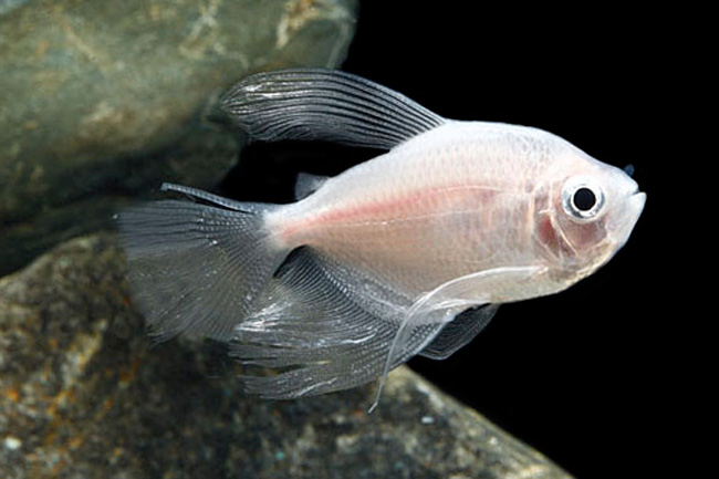 White skirt tetra 2025 male or female