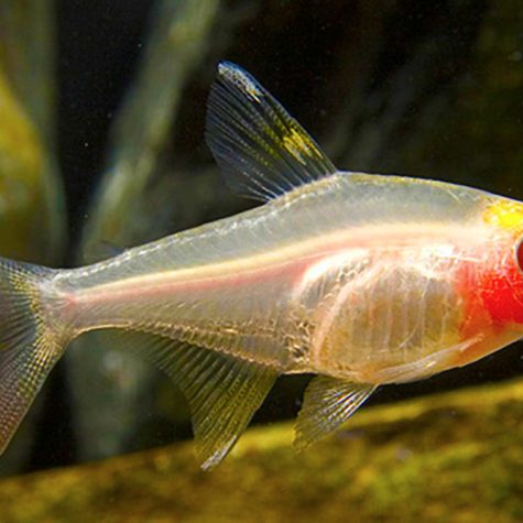 Tetra Fish - X-Ray Red Belly Tetra