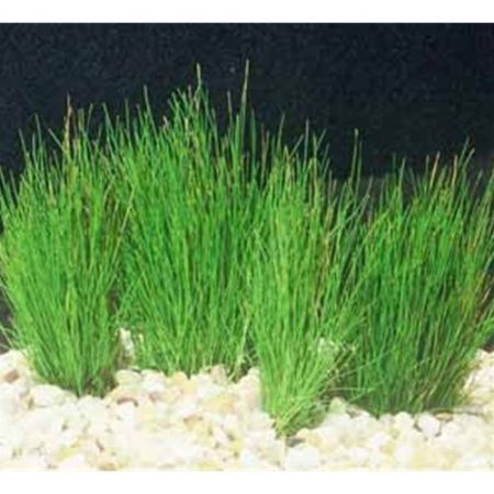 The Dwarf Hairgrass (Eleocharis acicularis) Freshwater Plant