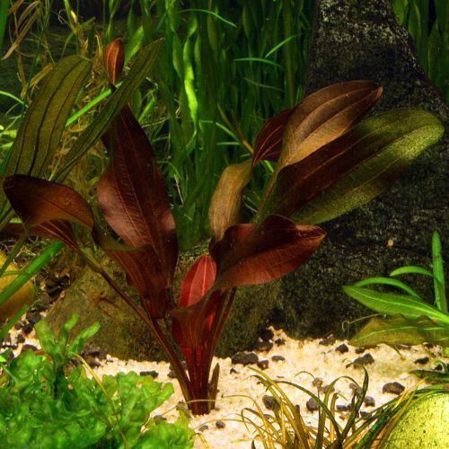 The Kleiner Prinz Echinodorus Sword Aquarium Plant