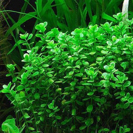 The Moneywort Bacopa monierra Freshwater Plant