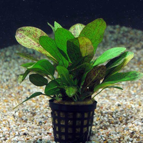 Healthy Live Aquatic Fresh Water Plant Echinodorus ozelot 'Green' Potted P163 