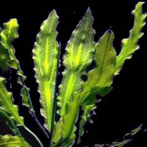 The Ruffle Martii Sword Plant | Arizona Aquatic Gardens