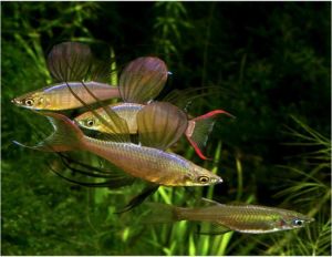 Threadfin Tropical Rainbowfish - Arizona Aquatic Gardens