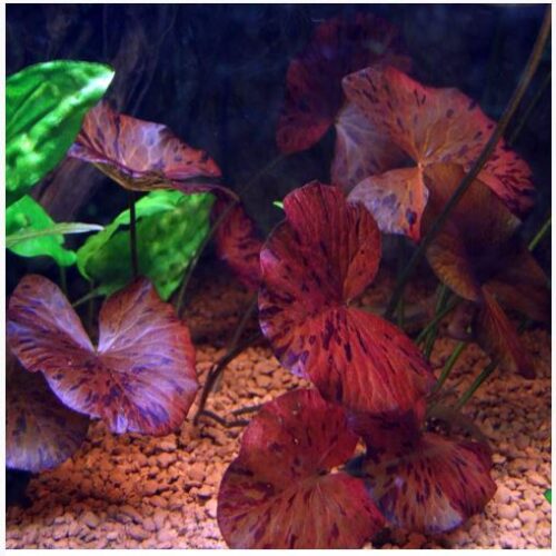 Tiger Lotus Red Nymphea Zenkeri Aquarium Plant