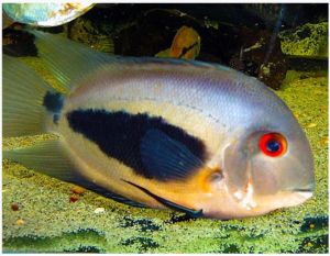 Uaru Cichlid | Arizona Aquatic Gardens