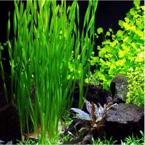 Vallisneria Contortionist Aquarium Plant | Arizona Aquatic Gardens