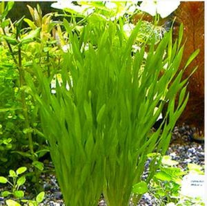 Vallisneria Asiatica Aquarium Plant - Arizona Aquatic Gardens