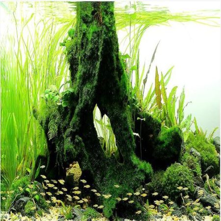 Vallisneria Crystal Freshwater Aquarium Plant | Arizona Aquatic Gardens