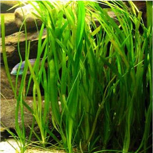 Vallisneria Crystal Aquarium Plant