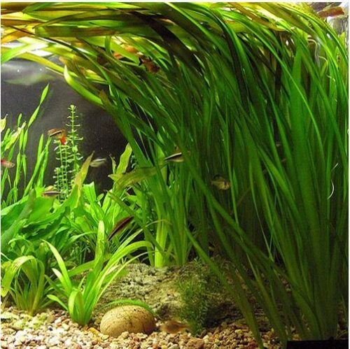 Vallisneria Italian Tiger Aquarium Plant