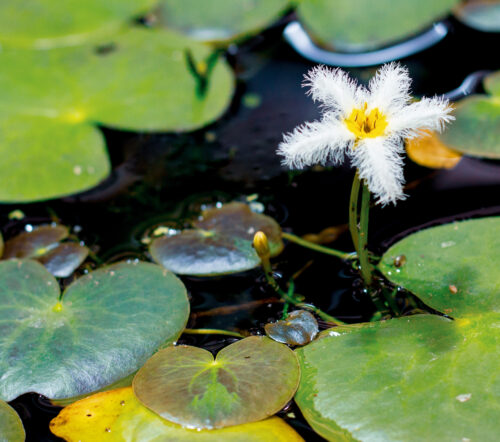 Tropical Pond Marginal Bog Plant - Snowflake White Variegated or Nymphoides cristata