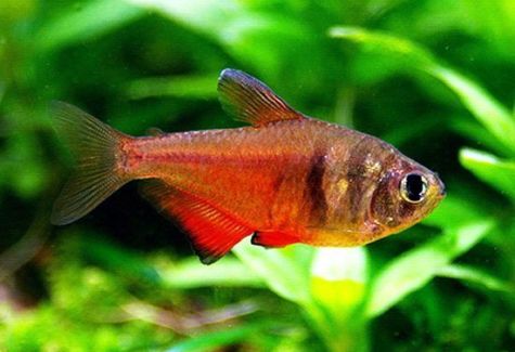 Cochu's Blue Tropical Tetra | Arizona Aquatic Gardens