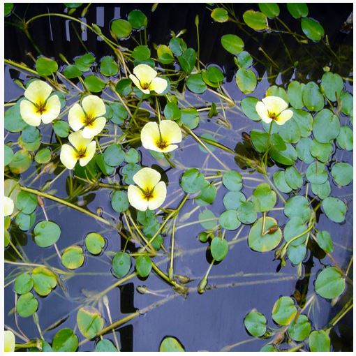 Water Poppy Floating Plant | Arizona Aquatic Gardens