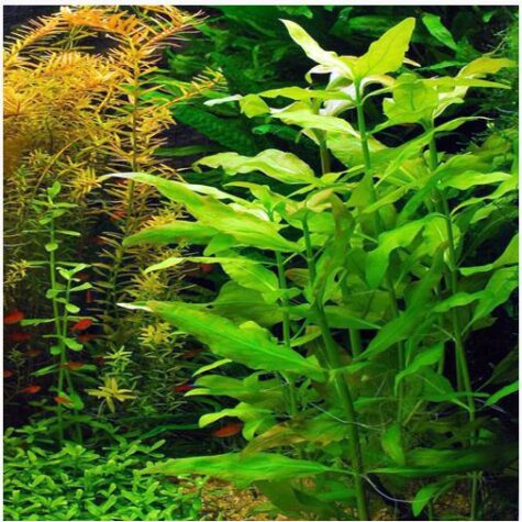 Water Snowball Bunched Aquatic Plant