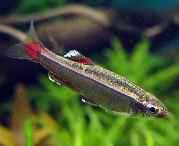 WHITE CLOUD MOUNTAIN MINNOW LIVE COLD WATER OR TROPICAL FISH X 10