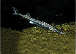 sturgeon