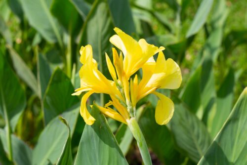 Yellow Ra Canna or Canna glauca 'Ra' Tropical Marginal Bog Plant - Image 3