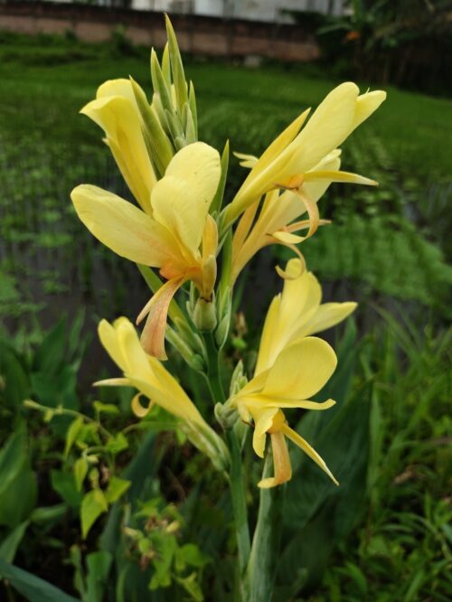 Yellow Ra Canna or Canna glauca 'Ra' Tropical Marginal Bog Plant