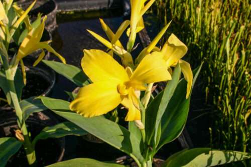 Yellow Ra Canna or Canna glauca 'Ra' Tropical Marginal Bog Plant - Image 4