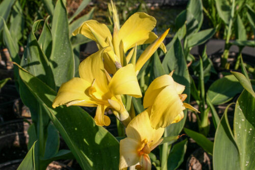 Yellow Ra Canna or Canna glauca 'Ra' Tropical Marginal Bog Plant - Image 2