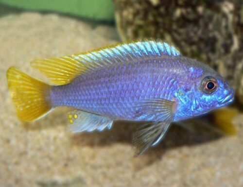 Yellow-Tailed Violet Acei Cichlid