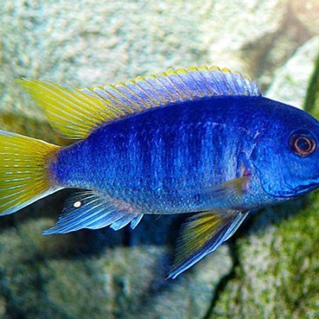 Yellow-Tailed Violet Acei Cichlid