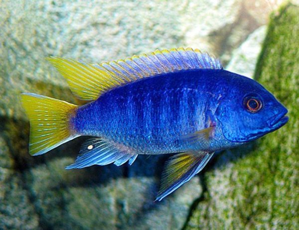Yellow-Tailed Violet Acei Cichlid