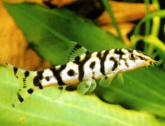 gold zebra loach max size