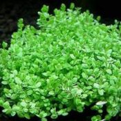 Best Place To Buy Aquarium Plants Near Me Best Place To Buy Pond Plants