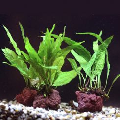 Aquarium Plants on Rocks