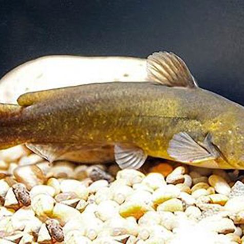 Catfish - Yellow Bullhead Catfish
