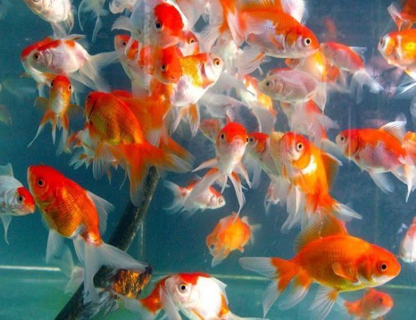 Assorted Fancy Fantail Goldfish