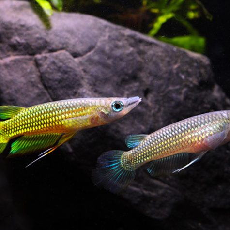 Killifish – Golden Wonder Killifish or Striped Panchax
