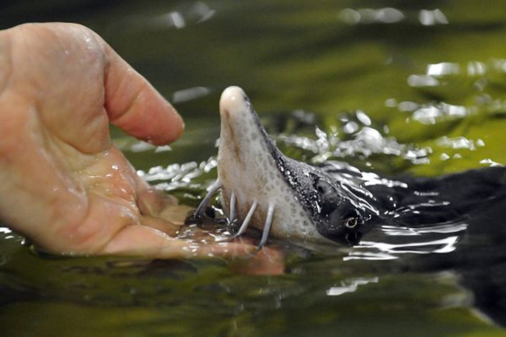 Sturgeon - White Sturgeon or Acipenser transmontanus - Image 2