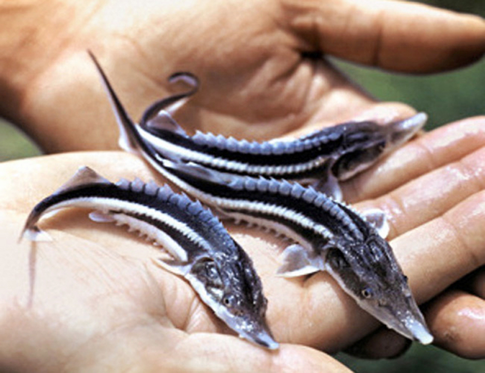 Sturgeon - White Sturgeon or Acipenser transmontanus - Image 3