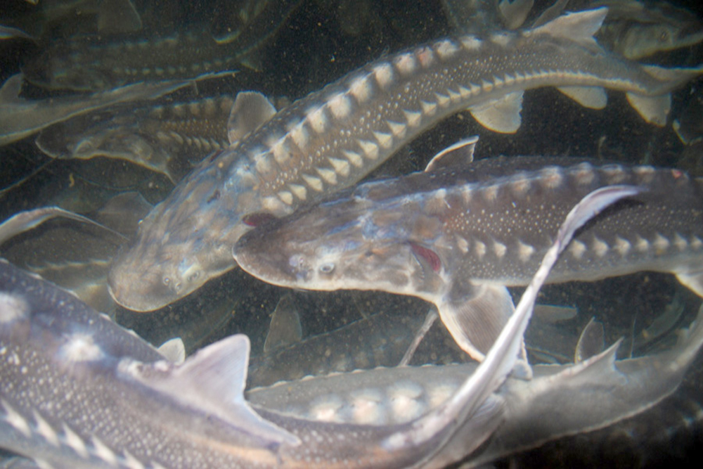 Sturgeon - White Sturgeon or Acipenser transmontanus - Image 5