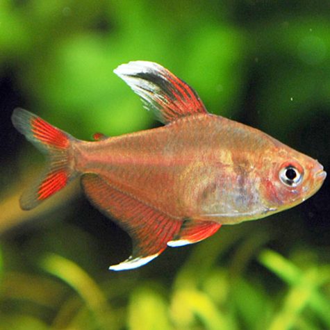 Tetra Fish - Rosy Tetra
