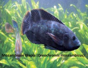 tilapia oreochromis aureus gamefish aquaponics aquatic azgardens aquariums snails ponds