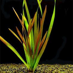 Vallisneria Aquarium Plants