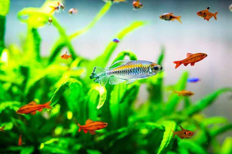 Bеgіnnеr'ѕ Guide To Freshwater Aquarium Fish 