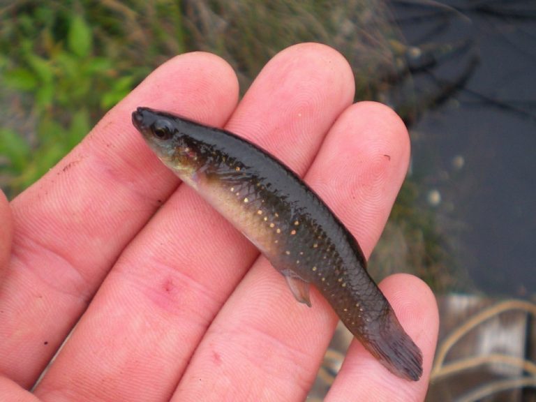 Golden Topminnow Fundulus chrysotus Arizona Aquatic Gardens