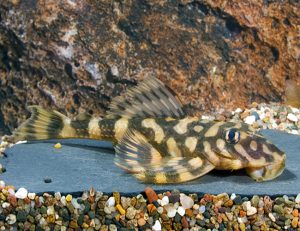 L-052 pleco Dekeyseria Butterfly pleco Flounder pleco azgardens.com