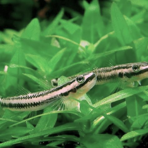 Goby - Freshwater Palauan Riffle Dwarf Goby