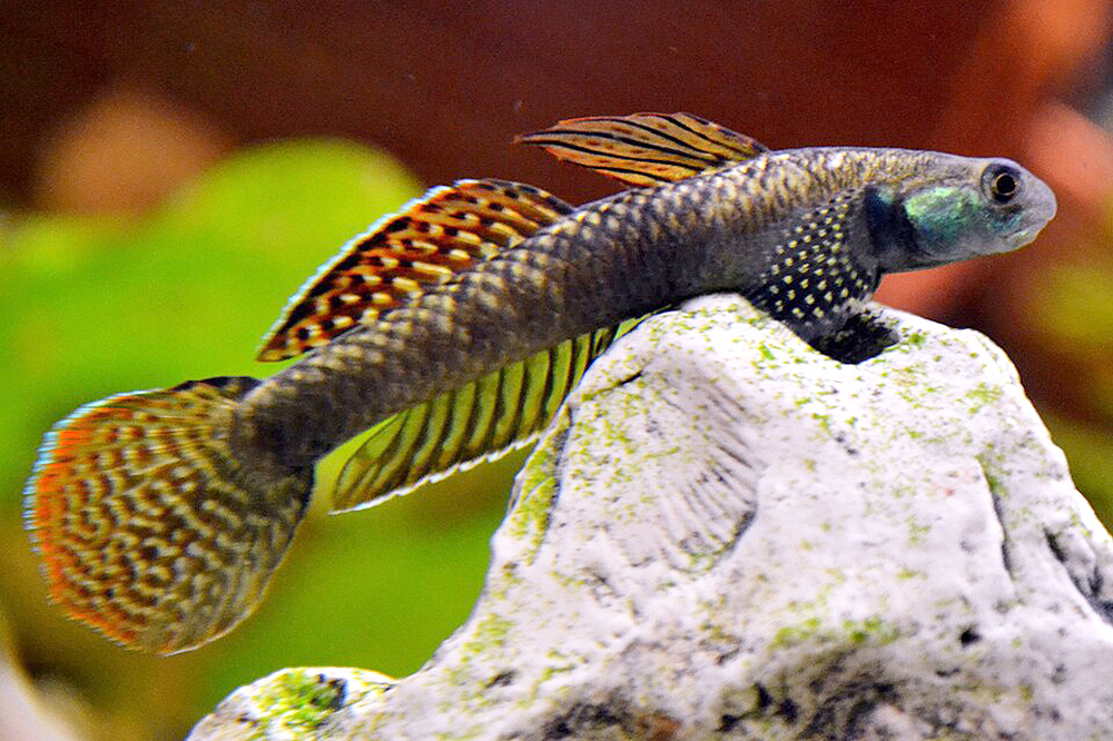 Goby - Freshwater Rainbow Stiphodon Goby
